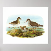 Gould - Redshank - Tringa totanus Posters