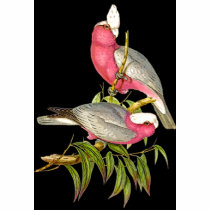 Gould - Rose-Breasted Cockatoo Painting t-shirts