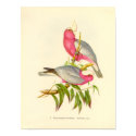 Gould - Rose-Breasted Cockatoo Portfolio posters by LisasLair Gould - Rose-Breasted Cockatoo Portfolio posters