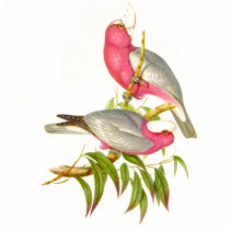 Gould - Rose-Breasted Cockatoo t-shirts