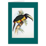 Gould - Royal Aracari Toucan cards