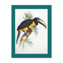 Gould - Royal Aracari Toucan postcards