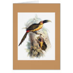 Gould - Saffron-Coloured Aracari Toucan cards