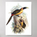 Gould - Saffron-Coloured Aracari Toucan Portfolio posters