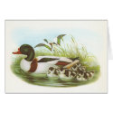 Gould - Shelduck - Tadorna tadorna cards