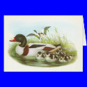 Gould - Shelduck - Tadorna tadorna cards