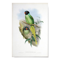 Gould - Slaty-Headed Parakeet Portfolio Poster posters by LisasLair Gould - Slaty-Headed Parakeet Portfolio Poster posters