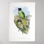 Gould - Slaty-Headed Parakeet Portfolio Poster