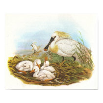 Gould - Spoonbill - Platalea leucorodia posters