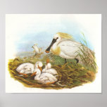 Gould - Spoonbill - Platalea leucorodia Poster