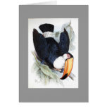 Gould - Toco Toucan cards