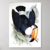 Gould - Toco Toucan Portfolio Print