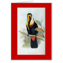 Gould - Toucan cards by LisasLair Gould - Toucan cards