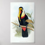 Gould - Toucan Portfolio posters