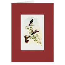 Gould - Tyrian-Tail Hummingbird cards by LisasLair Gould - Tyrian-Tail Hummingbird cards