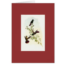 Gould - Tyrian-Tail Hummingbird Cards