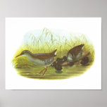 Gould - Water Rail - Rallus aquaticus Posters