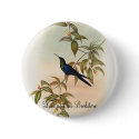 Gould - Waterton's Wood-Nymph Hummingbird buttons by LisasLair Gould - Waterton's Wood-Nymph Hummingbird buttons