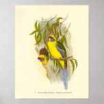 Gould - Yellow-Bellied Parakeet Portfolio Poster