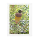 Gouldian card postcards by Lisachromis Gouldian card postcards