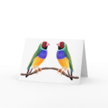 Gouldian Finch Friends cards