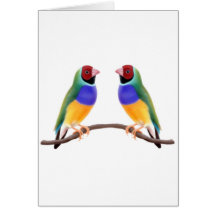 Gouldian Finch Friends Greeting Card