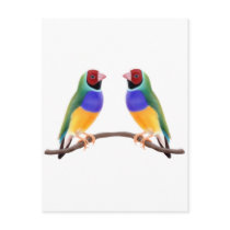 Gouldian Finch Friends Post Card