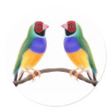 Gouldian Finch Friends stickers