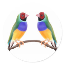 Gouldian Finch Friends stickers