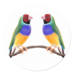 Gouldian Finch Friends stickers