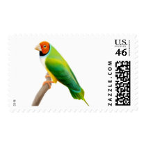 Gouldian Finch Orange Headed postage