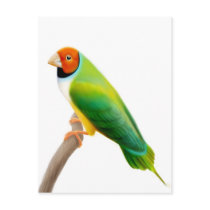 Gouldian Finch Orange Headed postcards