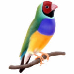 Gouldian Finch Ornament Photo Sculptures
