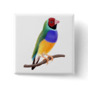 Gouldian Finch Pin buttons by twopurringcats Gouldian Finch Pin buttons