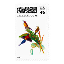 Goulds Sunbird Aethopyga gouldiae Postage Stamp