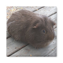 GP magnet by abrodents GP magnet