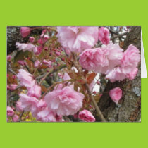 Grace and Beauty Card cards