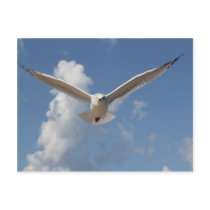 Grace  in Flight Postcard