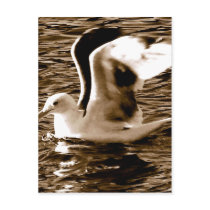 Grace_ Postcard