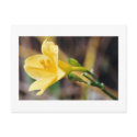 Grace postcards