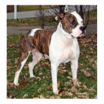 Grace-rescue dog posters