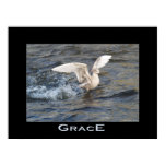 sea, gulls, sea birds, shore birds, birds, avians,