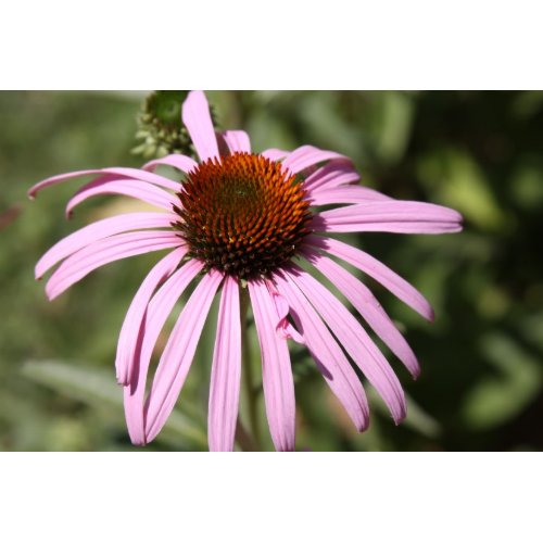 Graceful Beauty print