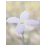 Graceful Bluet Flower Letterhead Template