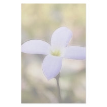 Graceful Bluet Flower Stationery