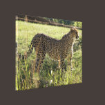 Graceful Cheetah canvas prints