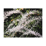 nature, ornamental grass, postcard, flowers,