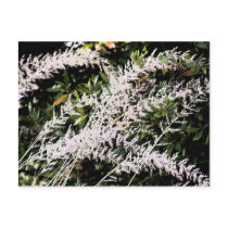 Graceful Grass postcards by littlewingdesign Graceful Grass postcards