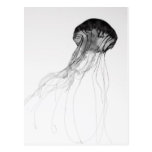 Graceful Jellyfish Post Cards