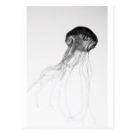 Graceful Jellyfish Postcards
